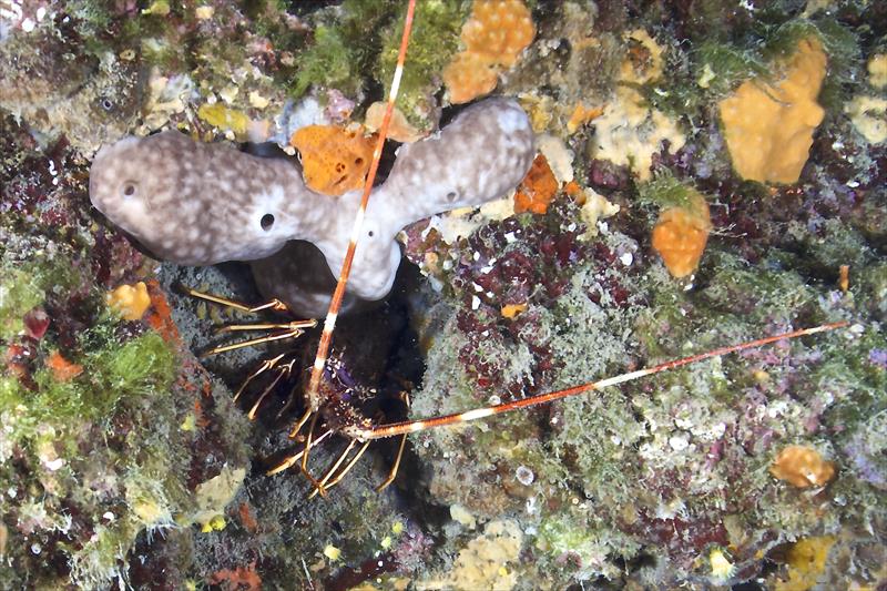 Foto Seccheto Diving Center - immagine 7
