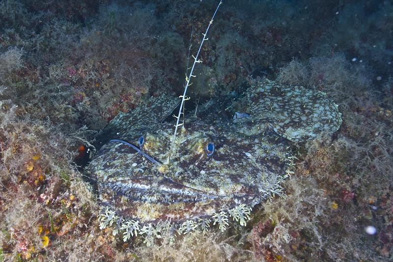 Foto Seccheto Diving Center - immagine 8