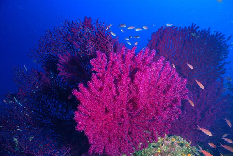 Foto Talas Diving Center - immagine 3