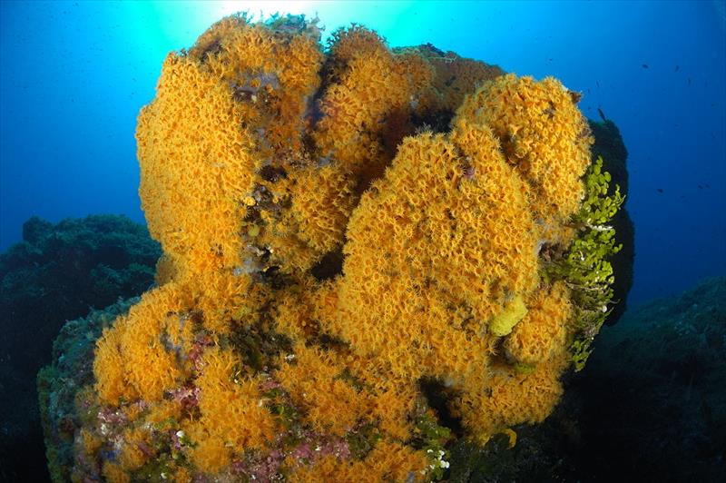 Foto Talas Diving Center - immagine 4