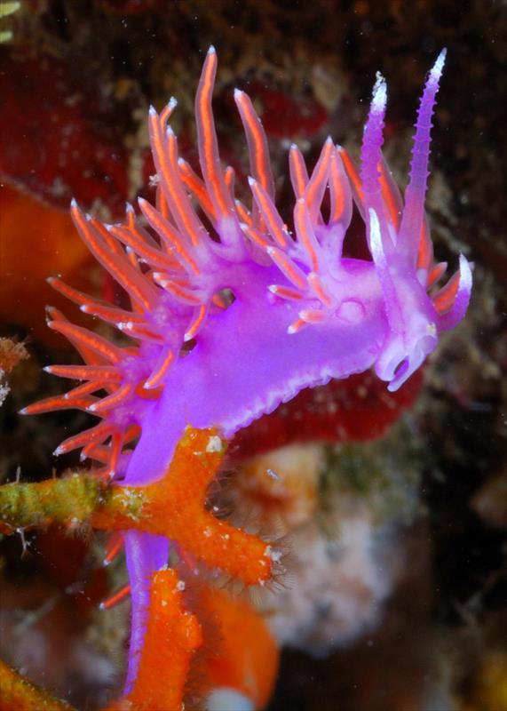 Foto Talas Diving Center - immagine 6