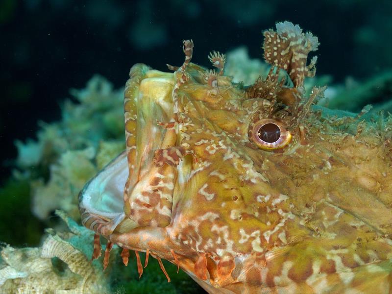 Foto Talas Diving Center - immagine 9