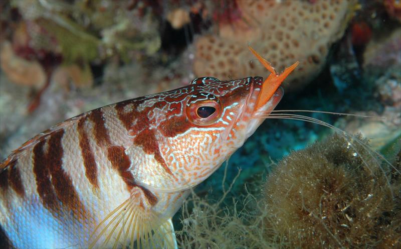 Foto Talas Diving Center - immagine 10