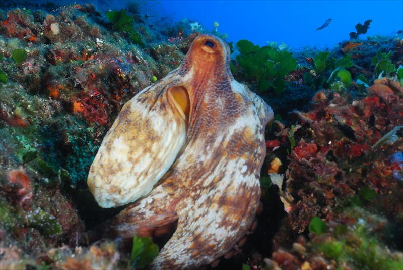 Foto Talas Diving Center - immagine 13