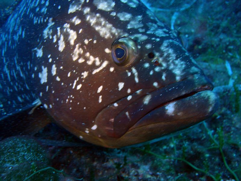 Foto Talas Diving Center - immagine 14