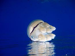 Foto Diving Center Punta Mesco - immagine 3