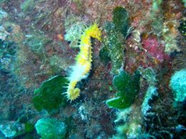 Foto Diving Center Punta Mesco - immagine 4