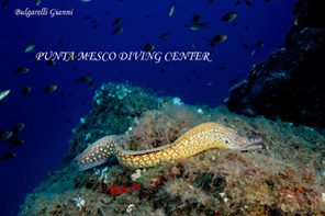 Foto Diving Center Punta Mesco - immagine 5