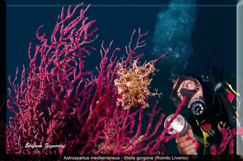 Antignano Diving Center  - Immagine principale