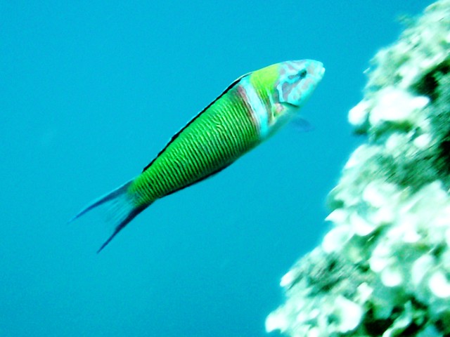 Porto Azzurro Diving Center  - Immagine principale