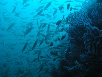 Orca Dive Club Santa Teresa di Gallura