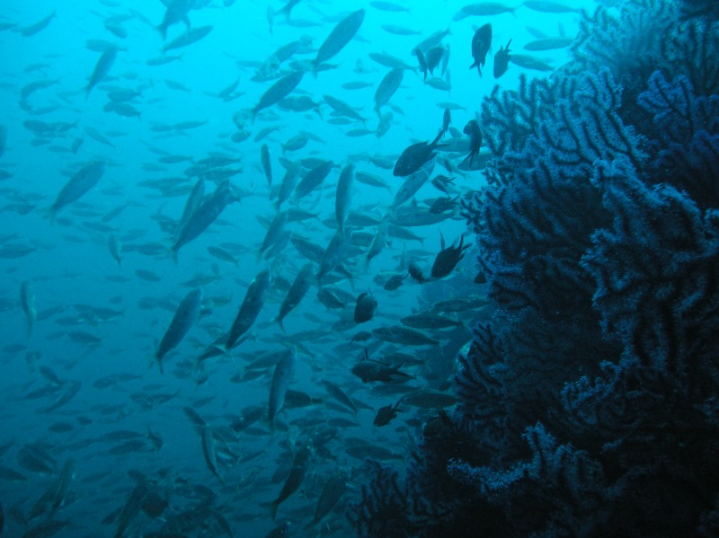 Orca Dive Club Santa Teresa di Gallura - Immagine principale