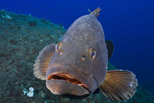 Le pi belle immersioni nella riserva marina di Lavezzi